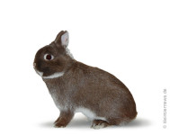 Pritlikavi kunec - Hišni kunec Obarvani pritlikavec BELORESASTI HAVANA