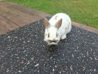 pritlikavi kunec zajček hisni ljubljenček