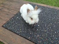 pritlikavi kunec zajcek