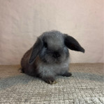 pritlikavi levjeglavi kunec & pritlikavi obarvanec & pritlikavi ovnač