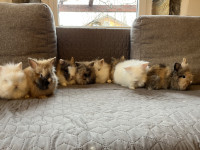 Pritlikavi levjegrivi kunci, hišni mini zajčki