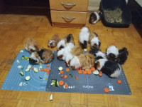 Upper's / morski prašički