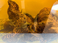 akvarijski rogatci (Ancistrus)