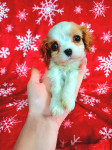 CAVALIER KING CHARLES MLADIČKI POGODBA + RAČUN!! PREVZEM TAKOJ!