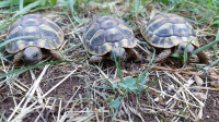 Kopenske grške želve s CITES potrdilom