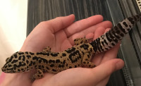 Leopardji gekon s terarijem in potrebščinami 230 eur
