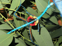 Paličnjaki Achrioptera