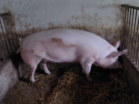 Prašiči domače reje