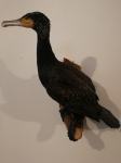 prepariran kormoran - vrhunsko izdelan, odlično ohranjen
