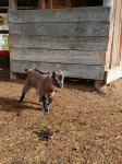 Prodam Mini himalajske koze