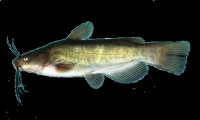 Somič
