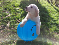 Zlati prinašalec/prinašalci - kužki mladički