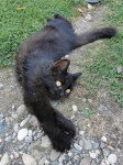 Podarim črno dolgodlako mlado mačko