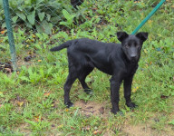 Spoznajte Luno – prijazno kužiko, ki išče svoj stalni dom