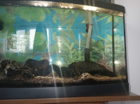 veliki cistilec akvarija