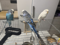 Na voljo tri skobčevke dva samčka in ena samička