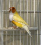 Gould amadini