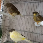 Kanarčki gloster (CENA BERI OPIS!)