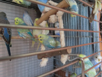 Skobčevke, kanarčki in Forpusi