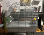 SKOBČEVKA - mlada samička