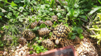 Grška (Dalmatinska) želva – Testudo hermanni hercegovinensis
