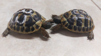 Kopenska želva samički