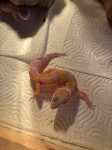 Leopardji gekon
