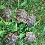 Kopenske grške želve MLADIČKI