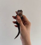 red eyed crocodile skink