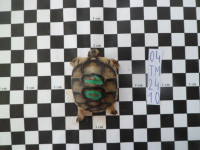 ŠIROKOROBA ŽELVA-TESTUDO MARGINATA