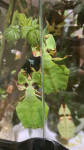 živi listi (phyllium giganteum), paličnjaki z Malezije