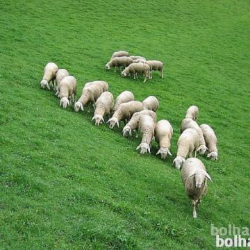 Jagenjčki, jagnje, drobnica,ovca,ovce.