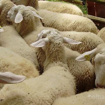 Ovce prodam,jagnje,mlade ovce,ovne za nadalno rejo