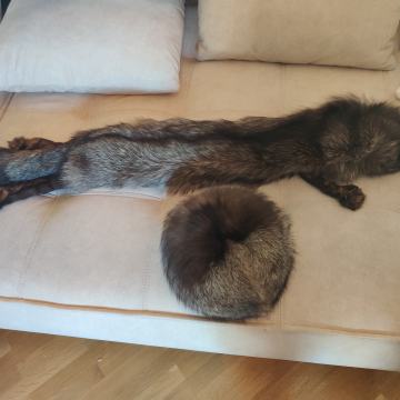 Kučma in ovratnik - srebrna lisica