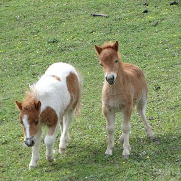Mini šetland poni - mini shetland pony