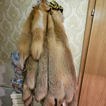 Ustrujene lisičje kože