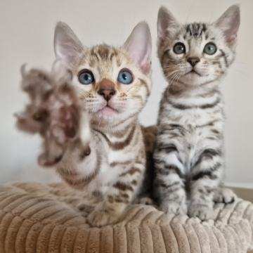Bengalska mačka - SILVER MLADIČKI - slovenski rodovnik FIFe