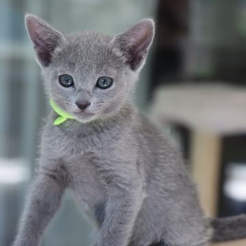 Ruska Modra mačka- na za rezervaciju