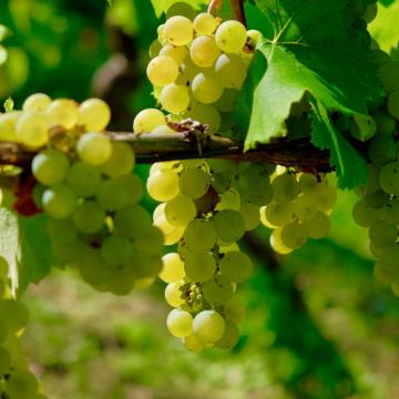Posest, Podravska, Ptuj, Ptuj, kmetijsko zemljišče, VINOGRAD 10000 ...