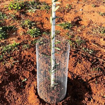 Plastični količek za sadike, fižol oljke trte paradajz