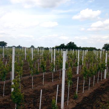 Plastični stebri za vinograde ograje