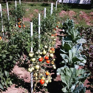Plastični stebri  el pastir paradajz paprika vrt pašnik