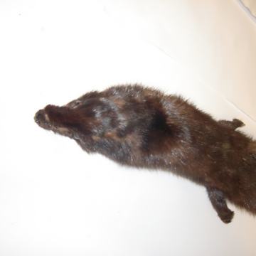 KAPA PRAVO KRZNO ŽENSKA