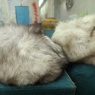 polarna lisica ovratnik in kučma