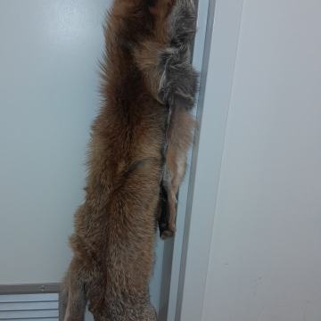 Ustrojene kože lisice (2 kosa)