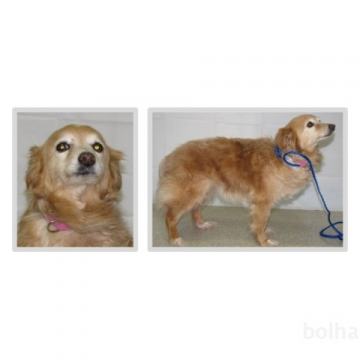 šetlandski ovčar mladič mešanec mešanci mešanček pes psa