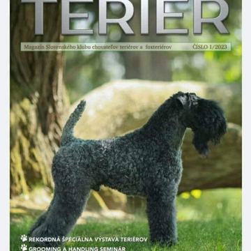 Kerry blue terrier - boy