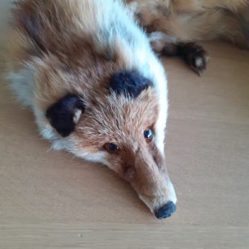 Ovratna rjava lisica