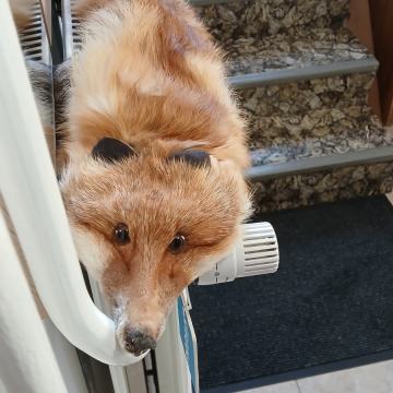 Lisica ovratnik - krzneni šal