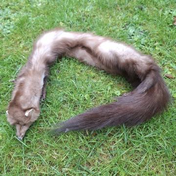 Prodam krzno prave kune